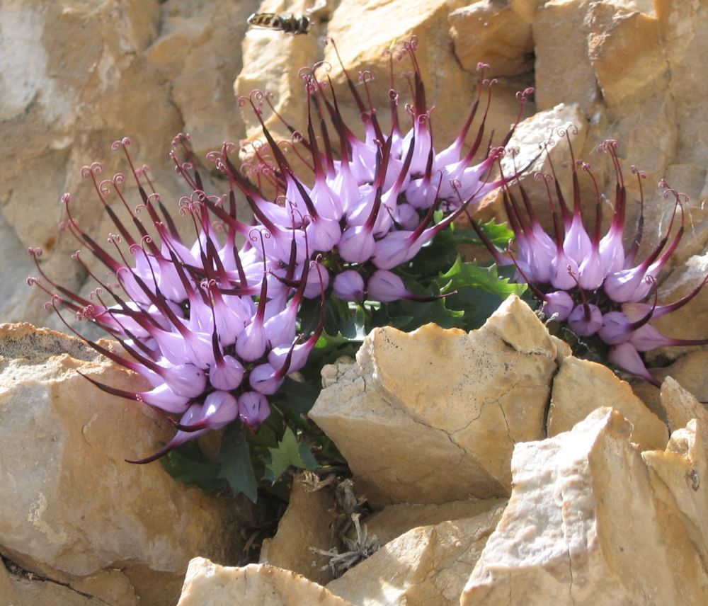Fiori Dolomiti - Protectaweb